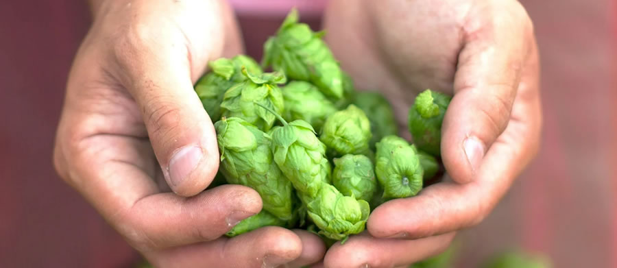 うちゅうブルーイングのホップの画像・引用元：うちゅうブルーイング公式サイトより